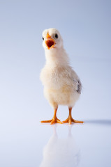 The little chicken