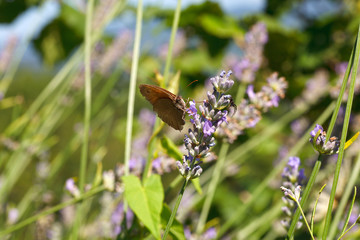 Butterfly on lavender flowers