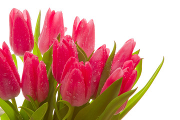 Fototapeta premium Blumenstrauss,Tulpen