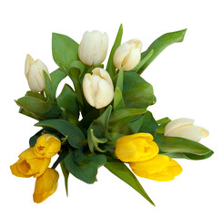 bouquet of yellow and white tulips isolated on white