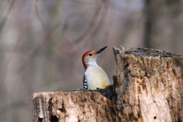 Red-bellied Woodpecker