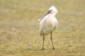 Spatule blanche - Eurasian Spoonbill - Platalea leucorodia