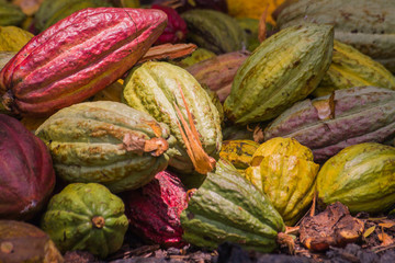 Cocoa pods