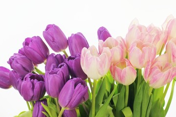 Tulpen