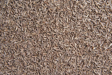 Caraway texture