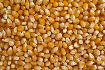 Yellow corn texture