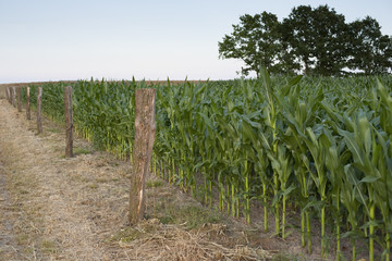 Field of healthly corn © panoramarx