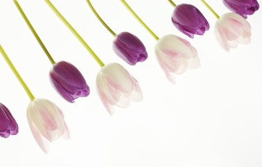 Tulpen