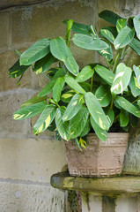 Exotic potted ctenanthe indoor plant on sandstone ledge