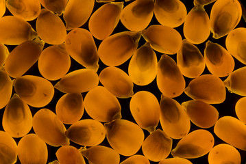 Corn grains in polarized light. Close-up.