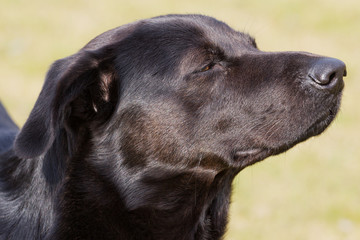Schnuppernder Hund