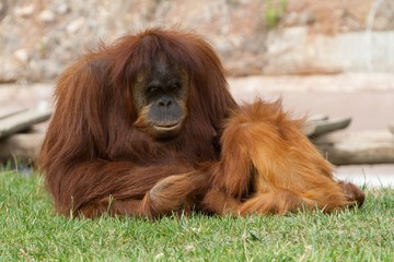 Orang utan