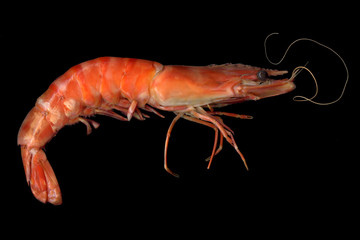 Big shrimp close up on black background