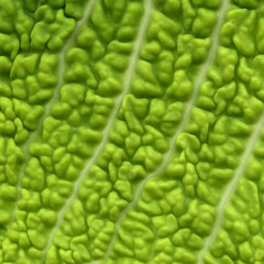 Pattern of a leaf of cabbage close up