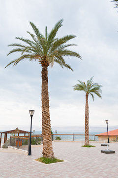 palm trees in resort on Dead Sea