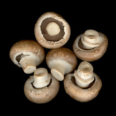 Champignons isolated