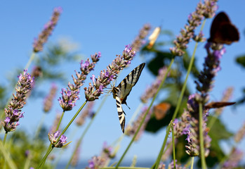 Old World Swallowtail on lavender flowers