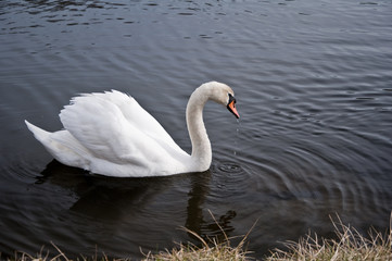 Swan 3923