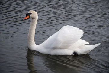 Fototapeta premium Swan 3924