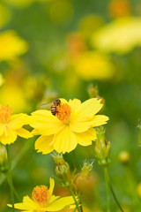 Marigold flowers