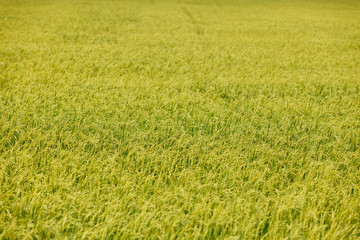 Obraz na płótnie Canvas Green rice fields