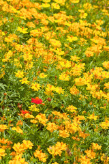 Marigold flowers