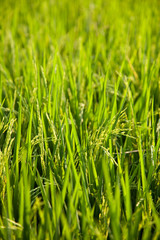 Rice and rice fields.