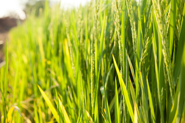 Rice and rice fields.