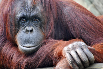 Closeup Resting Orangatang - obrazy, fototapety, plakaty