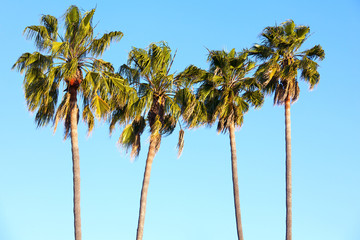 Palm trees under blue sky