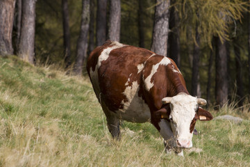 Fototapeta na wymiar cow grazing in the summer