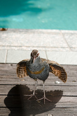 ナンヨウクイナ