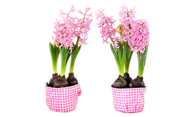 Pink hyacinths