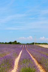 Lavender fields in France