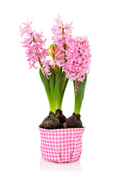 Pink hyacinths
