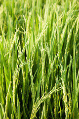 Rice and rice fields.