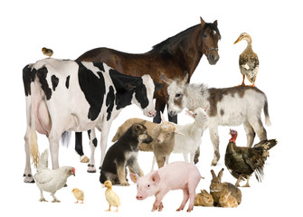 Group of farm animals