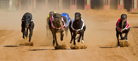 racing greyhounds
