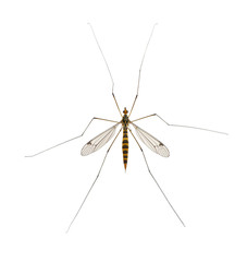 daddy long legs, mosquito, nephrotoma scalaris
