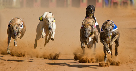 racing greyhounds

