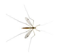daddy long legs, mosquito, nephrotoma scalaris