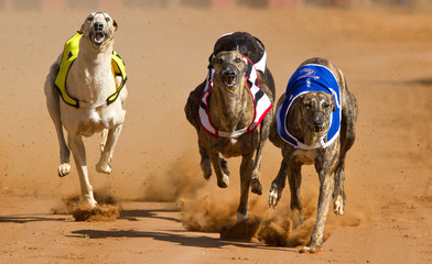 racing greyhounds
