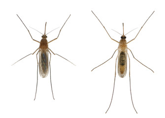 Common house mosquito - Culex pipiens