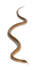 Obraz premium Smooth snake, Coronella austriaca, in front of white background