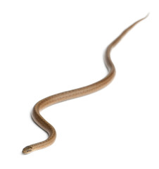 Smooth snake, Coronella austriaca, in front of white background