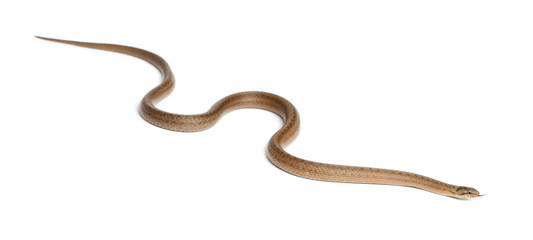 Smooth snake, Coronella austriaca, in front of white background