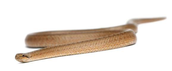 Smooth snake, Coronella austriaca, in front of white background