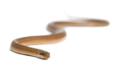 Smooth snake, Coronella austriaca, in front of white background
