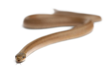 Smooth snake, Coronella austriaca, in front of white background
