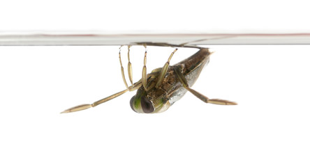 backswimmers - Notonecta glauca in front of a white background